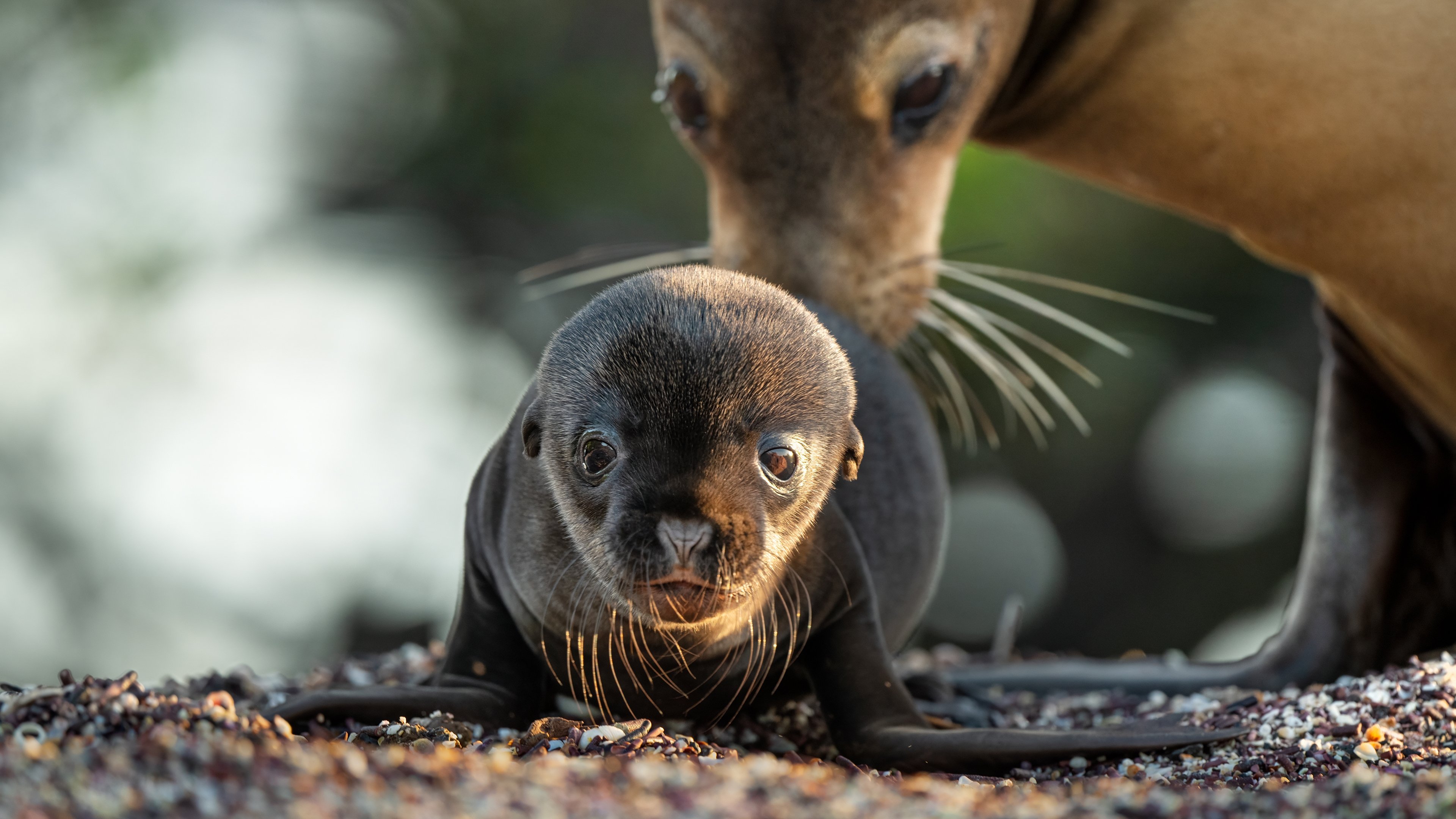 Shirhaye Driaiye Galapagos